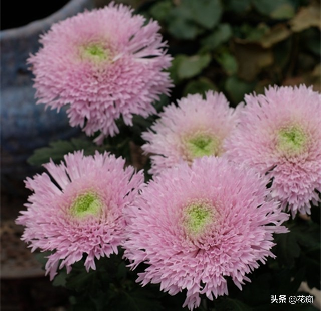 菊花泰迪怎么养活得快些,泰迪菊花开败修剪后的养护