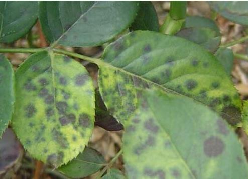 月季霜霉病和灰霉病的区别,月季灰霉病最快治愈方法