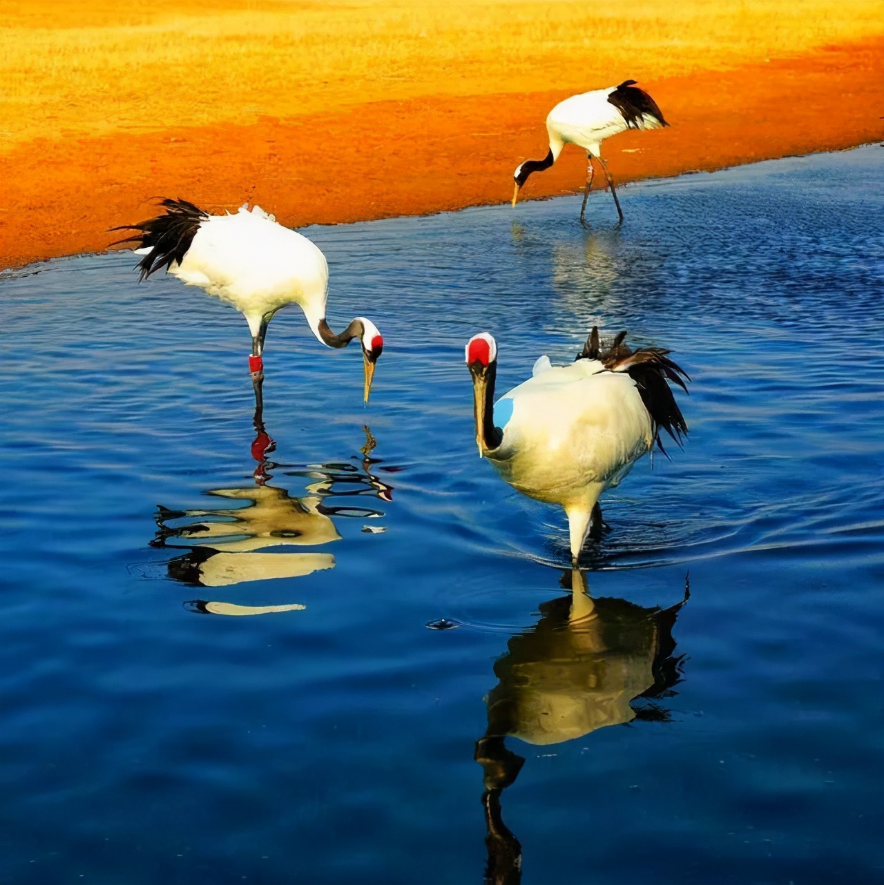 齐齐哈尔ip地址定位,齐齐哈尔城市旅游宣传片