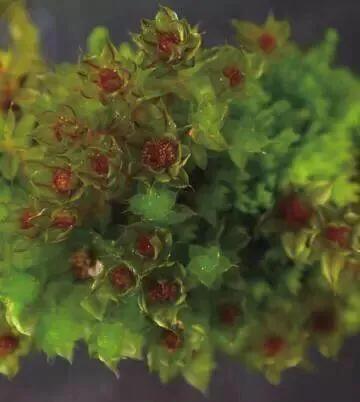 苔藓植物怎么养护,苔藓怎么养才是最好的