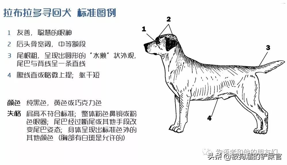 拉布拉多寻回犬资料介绍,拉布拉多寻回犬训练技巧和方法