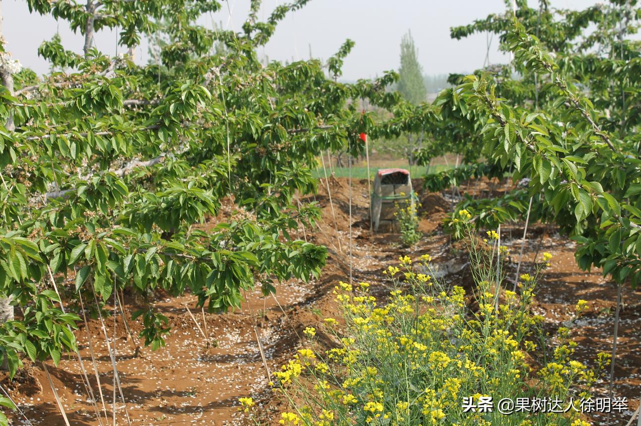 大樱桃全年管理主要防治病虫害,大樱桃开春管理