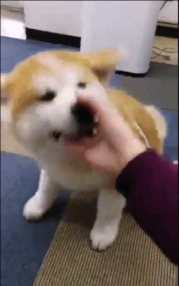 小时候萌长大了帅的狗狗,小时候萌的狗狗