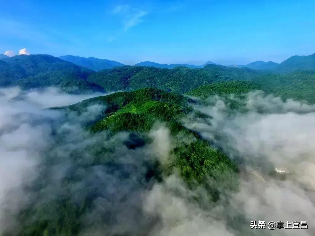 松子榛子,榛子东北榛子