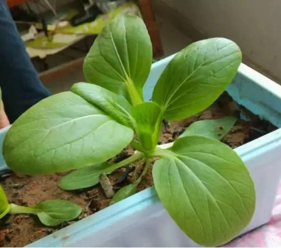 宿迁神苗是真的吗,宿迁的苗木为什么叫神苗