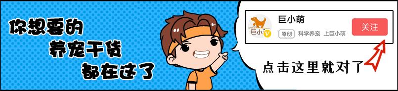 狗狗难受时抚摸哪个地方比较舒服,抚摸狗狗哪个部位让它有安全感