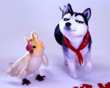 玄凤鹦鹉是哈士奇吗,玄凤公鹦鹉哈气