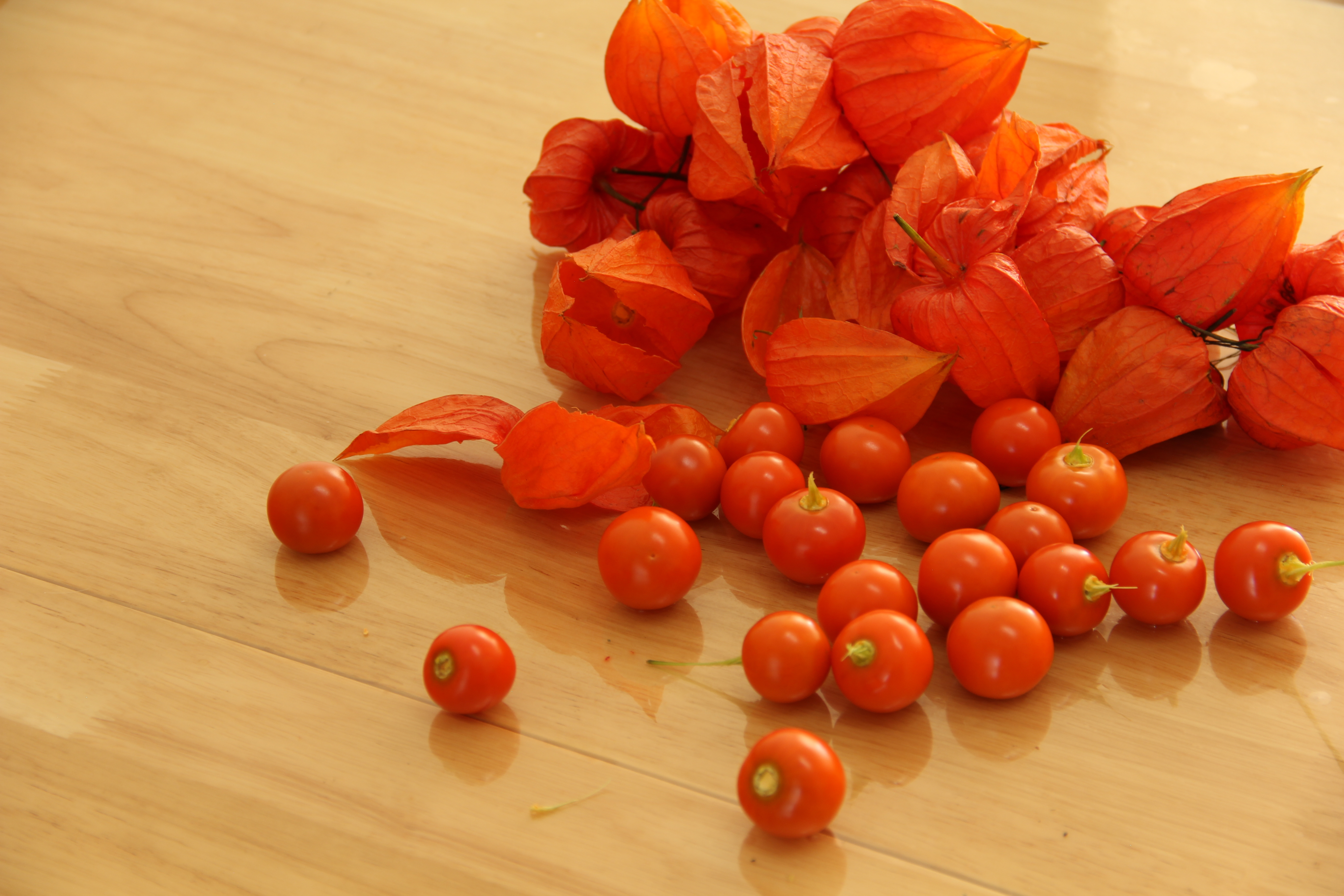 东北红姑娘图片大全,东北红姑娘种植技术