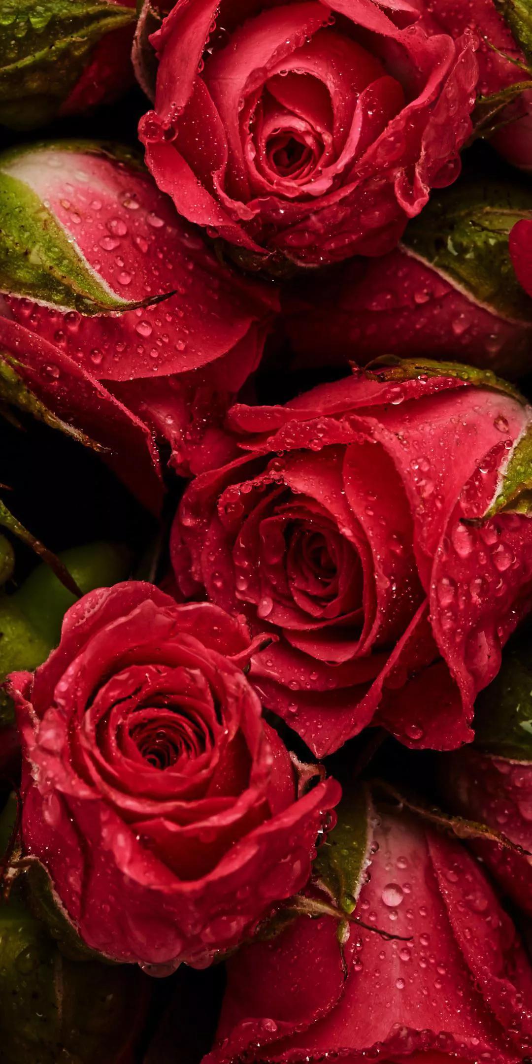 玫瑰花朵数代表的花语,玫瑰花颜色花语