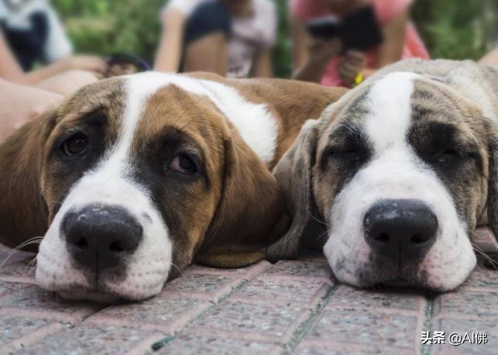 美国最受欢迎的100组小狗名字