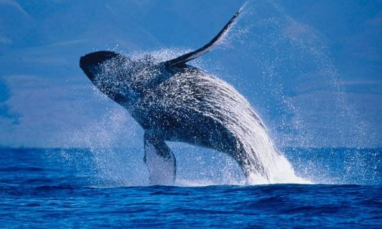 路亚鱼种类大全,长江鱼种类大全图片