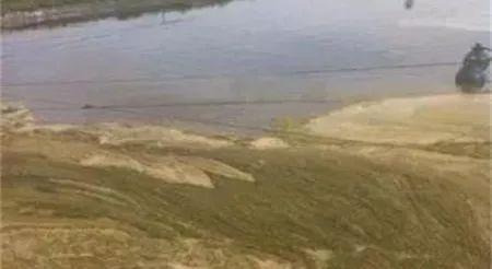 南美白对虾肠道细吃料慢,南美白对虾生长缓慢怎么解决