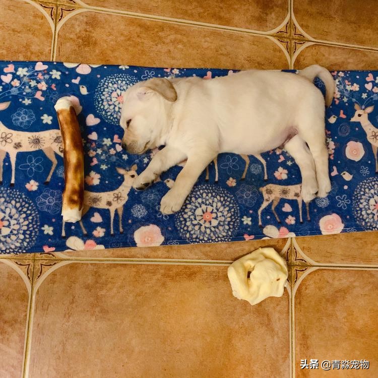 宠狗注意事项,宠兽小知识大全