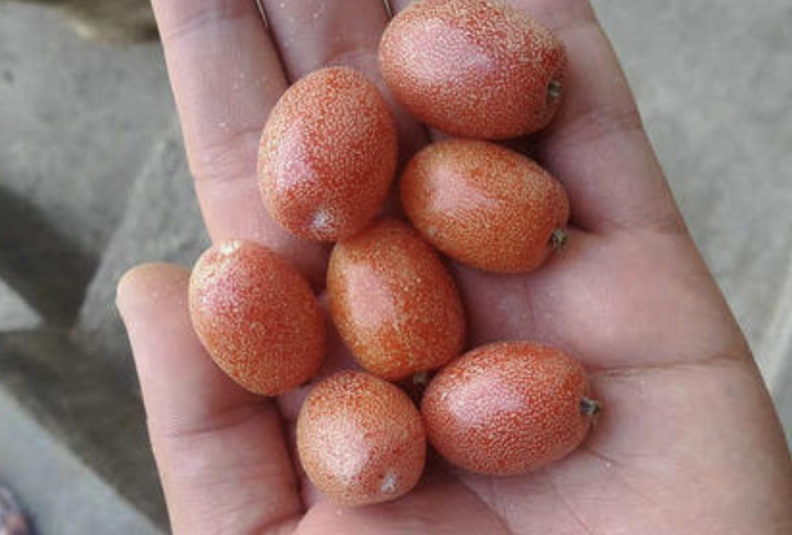 农村山谷下,有1种“羊奶果”,远处看像“西红柿”,珍贵,值钱