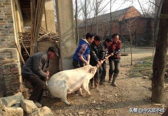 杀猪菜是东北饮食文化的传承,揭秘东北杀猪菜的文化密码
