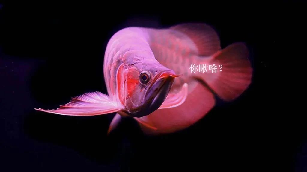 养龙鱼用什么缸最合适？讲真的，这门学问你可能只掌握了1%