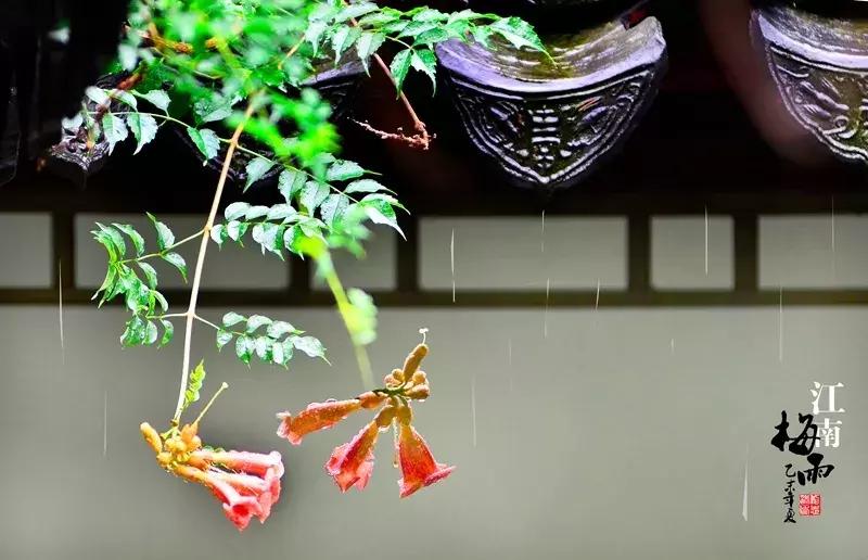 青梅时节诗词,青梅时节的诗词