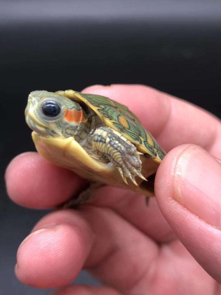 巴西龟买回来该怎么养,刚买回来的巴西龟怎么养活