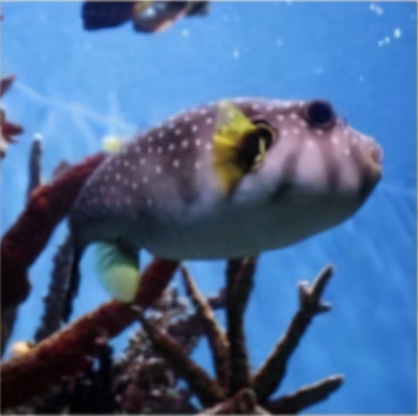 鐚庢潃ai娓告垙瑙嗛,鐚庢潃ai鑷瀯csgo