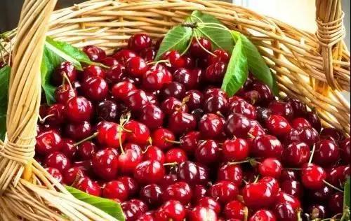 西安西郊摘樱桃最佳地方,长安区附近樱桃采摘的地方