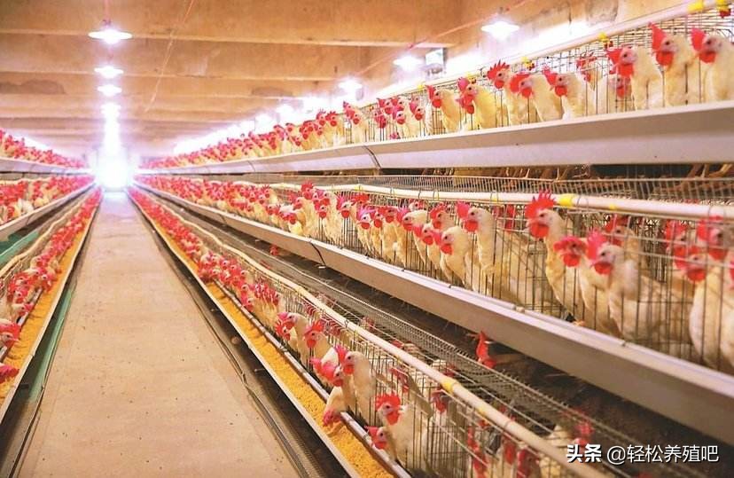 无抗猪养殖新方法,大肠杆菌防治