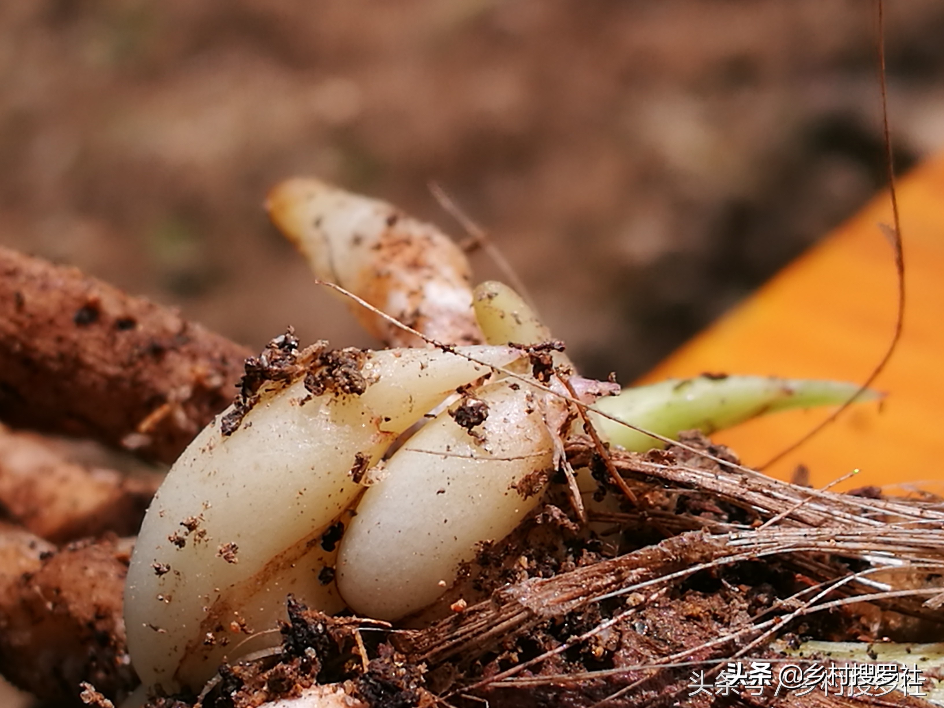 兰花不服盆的原因,为什么你的兰花总养死