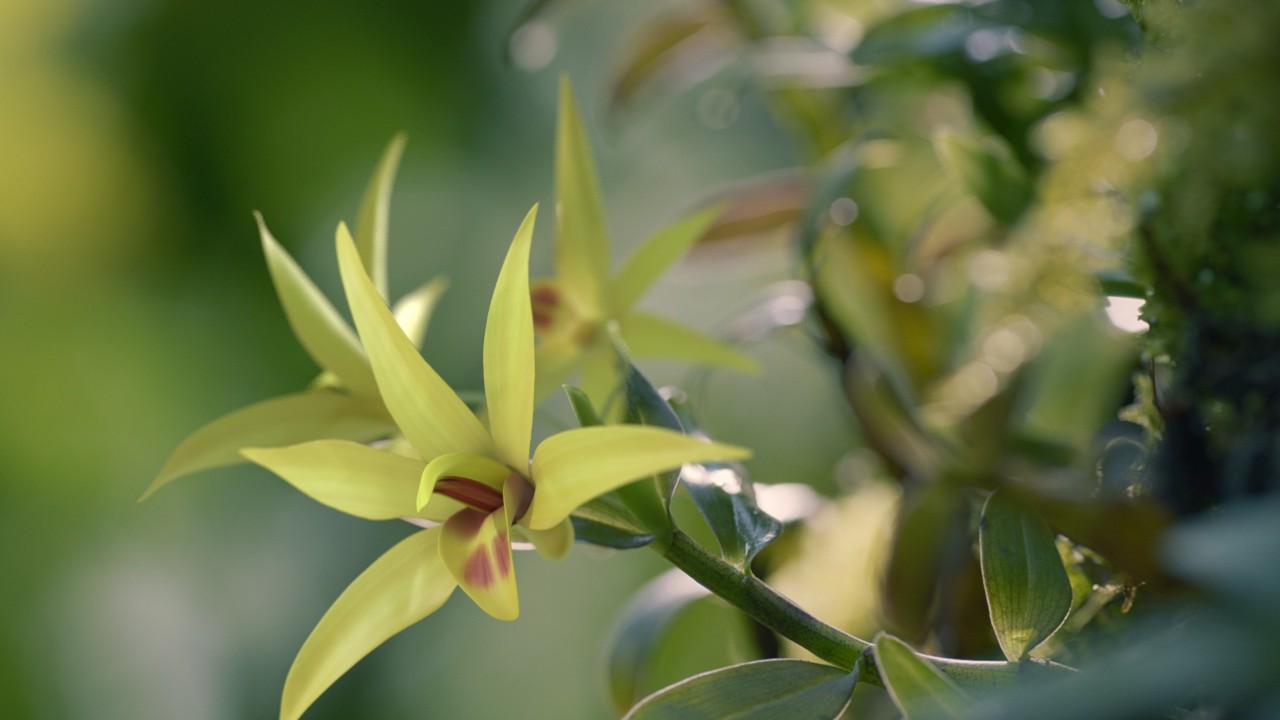 自己吃铁皮石斛什么样的最实惠,鲜铁皮石斛跟干铁皮石斛哪个好