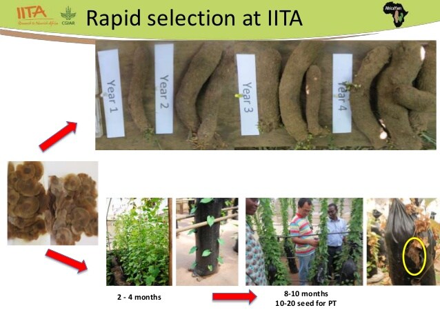 山药种苗繁殖技术,山药育苗留种技术