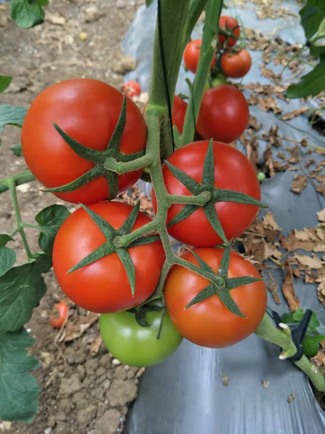 大棚西红柿高产,西红柿定植前用什么化肥配方高产