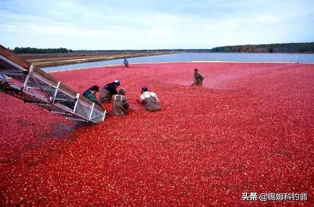 蔓越莓的秘密,蔓越莓小秘密大全