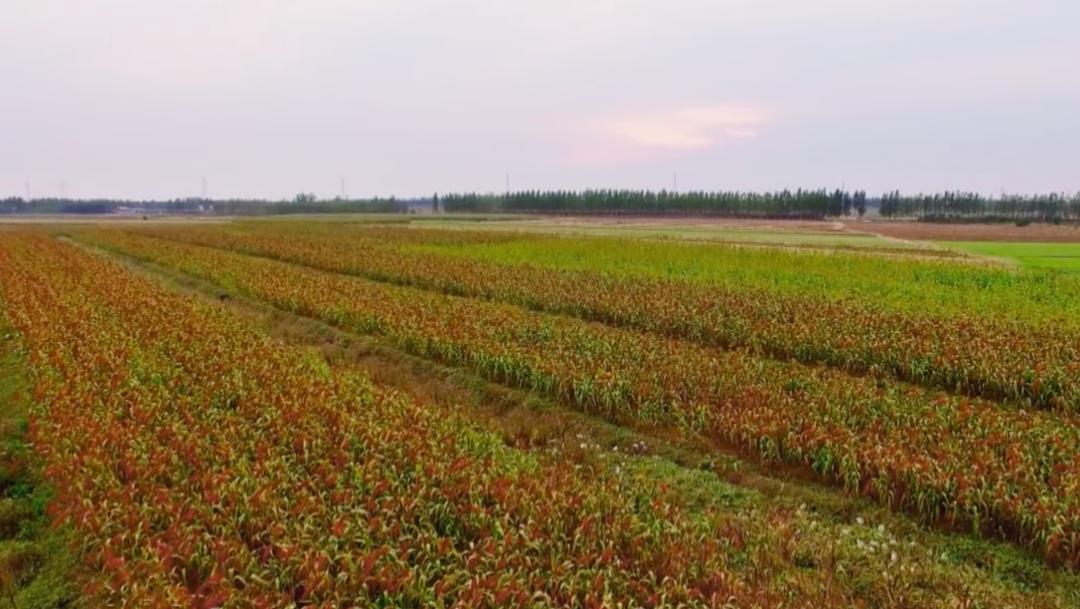 莫言最近现状,莫言现在怎么样了