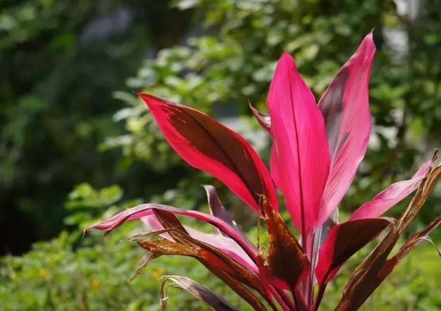 100种常见观叶植物图鉴史上最全,农村常见的100种植物