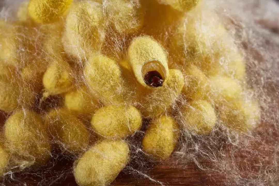 为何蚕宝宝吐有黄金丝,蚕宝宝吐的彩色丝是从哪来的