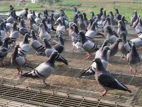 赛鸽公棚深度分析,赛鸽公棚是靠什么赚钱