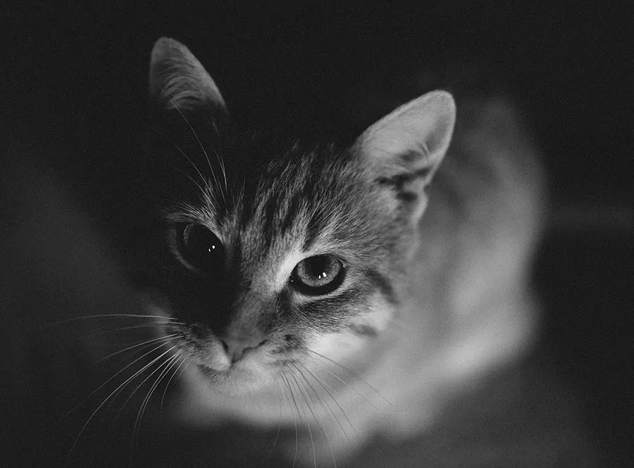 小佩饮水机3代漏电吗,小佩宠物饮水机真的有用吗