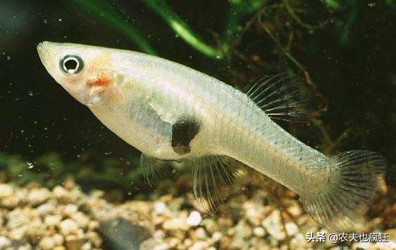 俗称大肚鱼,因灭蚊而引进,如今在国内泛滥,网友:油炸倍儿香