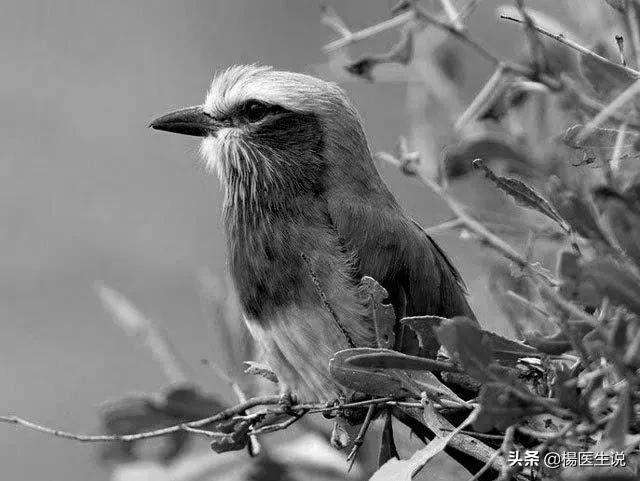 色盲眼中的世界,黄绿色盲患者眼中的世界