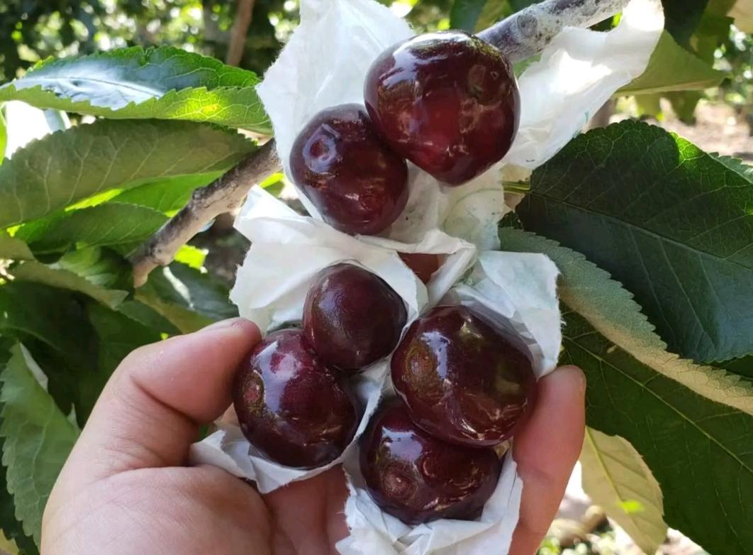 大樱桃裂果咋办？我国农民有一“神奇操作”，专家反对，照样大火