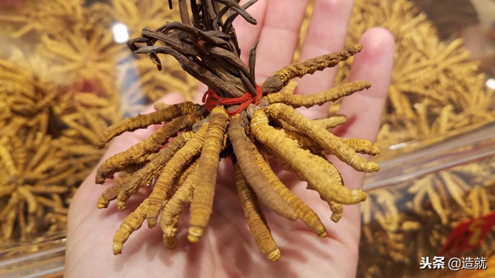 世上最珍贵的竹节虫,世界最珍贵寄生虫