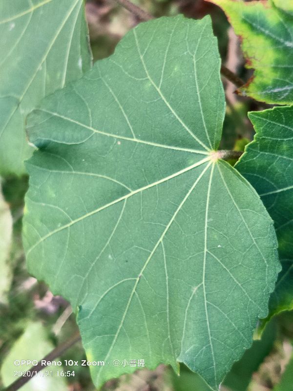 这种花通常用来比作美丽的女子，有人拿来做药，还有人当野菜吃