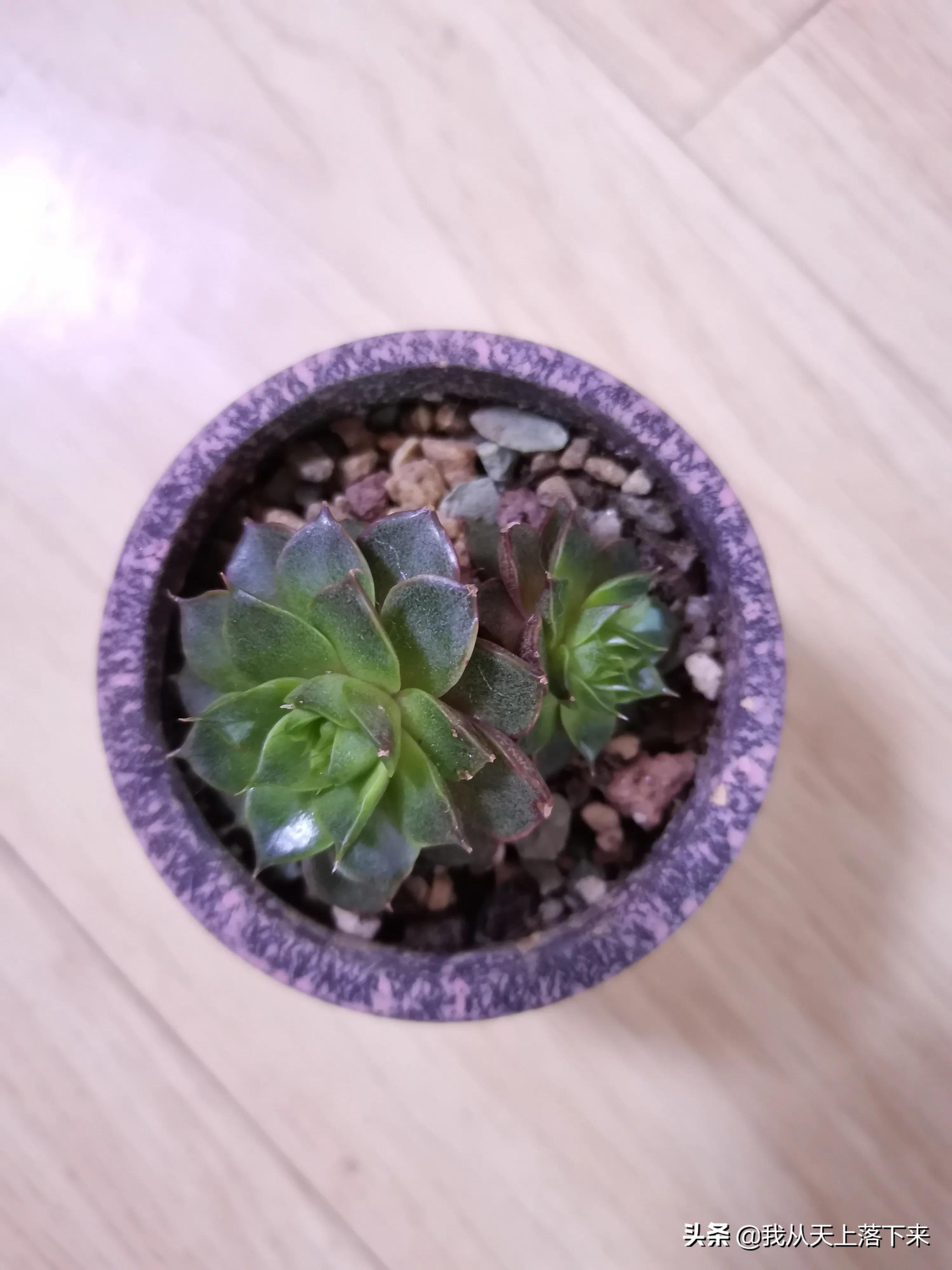 89种常见多肉植物品种图，实物拍摄，还不认识的小伙伴赶紧收藏好