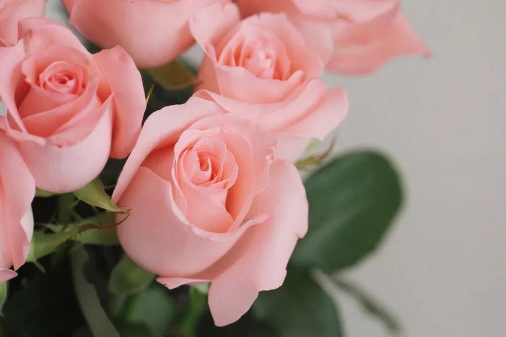 花店常用玫瑰花品种大全,一篇文章带你认识三亚40种花