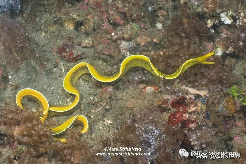 花里胡哨的淡水鱼,奇形怪状的海洋鱼