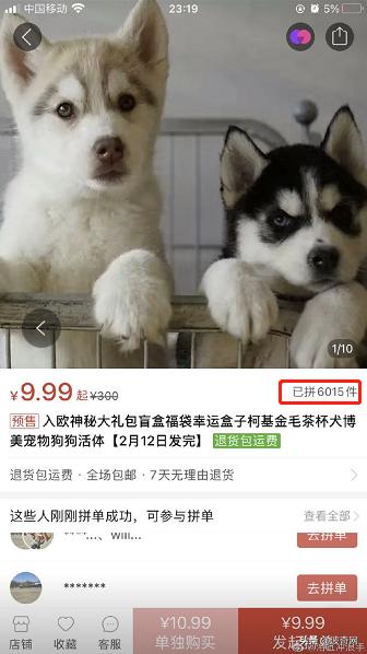 活体宠物塞入“盲盒”，拆开后是狗狗尸体！卖家：玩不起别买