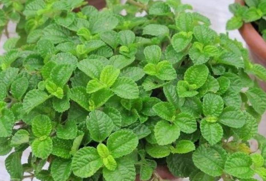 绿植花卉盆栽净化空气吸甲醛,净化空气吸甲醛绿植前十名图片