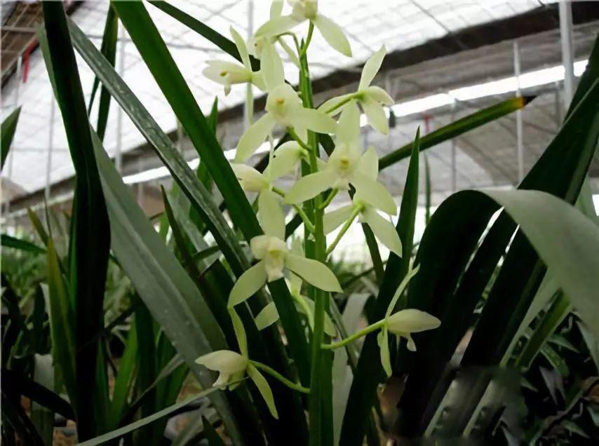 精品玉兰的品种及图片,国兰花朵不艳丽但香气清雅