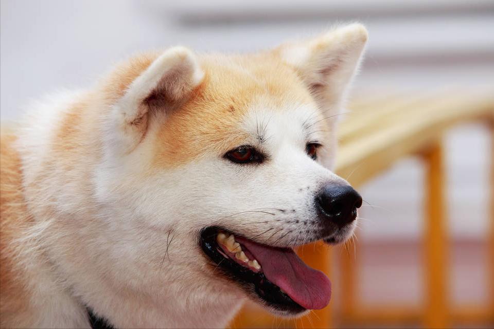 秋田犬呕吐怎么回事,秋田犬呕吐怎么处理