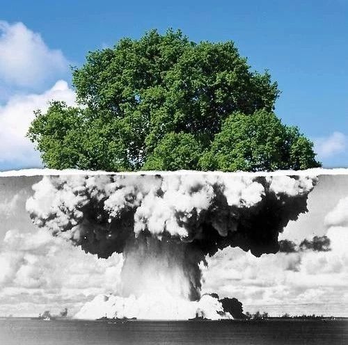 有毒的夹竹桃为什么还这么受欢迎 (夹竹桃是什么地方有毒)