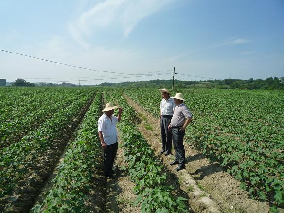 农业工业怎么发展得快呢,农业经济怎么才能发展