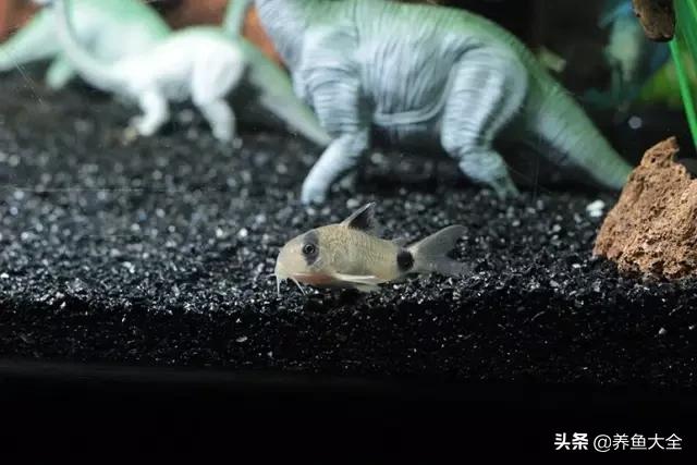 电视柜养鱼,电视柜旁边养鱼好不好